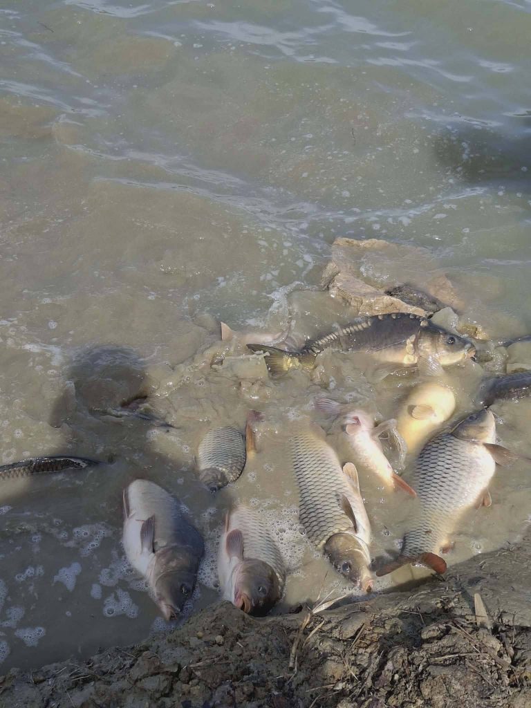 658549927_1452837780204019_3643956679897019771_n